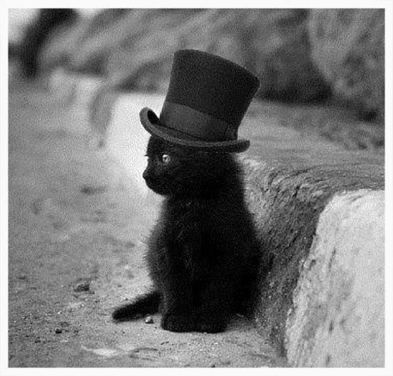 Cat & Hat